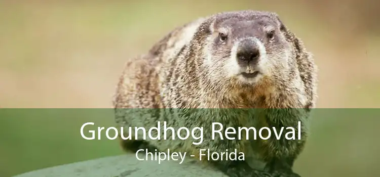 Groundhog Removal Chipley - Florida