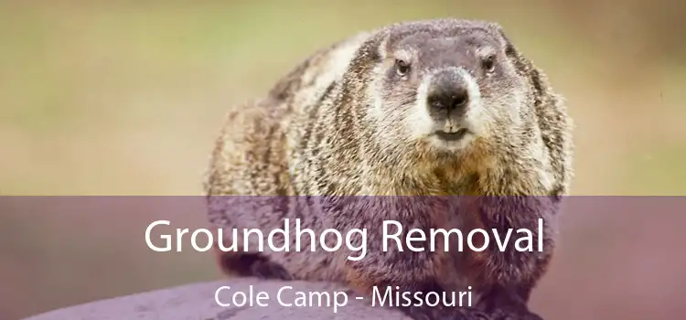 Groundhog Removal Cole Camp - Missouri