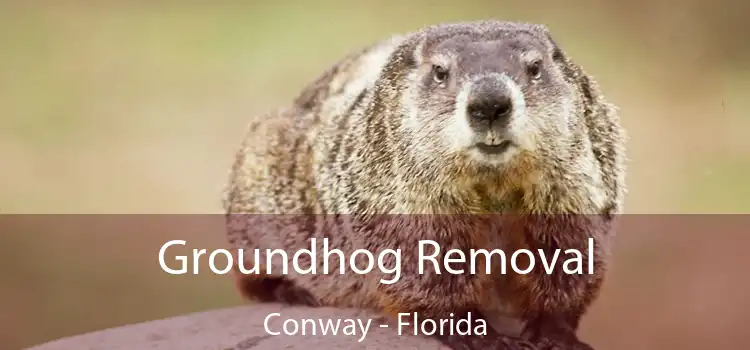 Groundhog Removal Conway - Florida