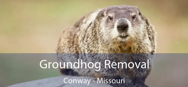 Groundhog Removal Conway - Missouri