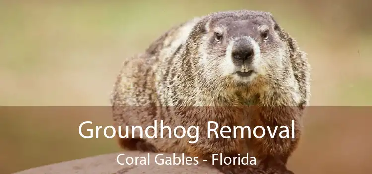 Groundhog Removal Coral Gables - Florida