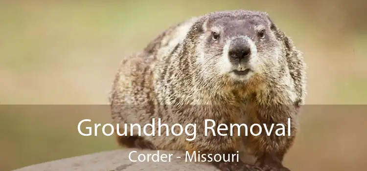 Groundhog Removal Corder - Missouri