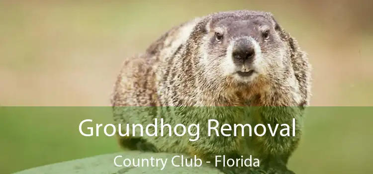 Groundhog Removal Country Club - Florida