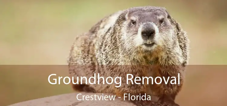 Groundhog Removal Crestview - Florida
