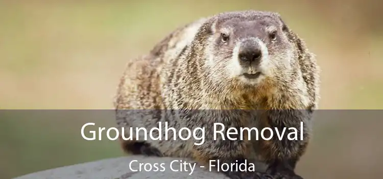 Groundhog Removal Cross City - Florida