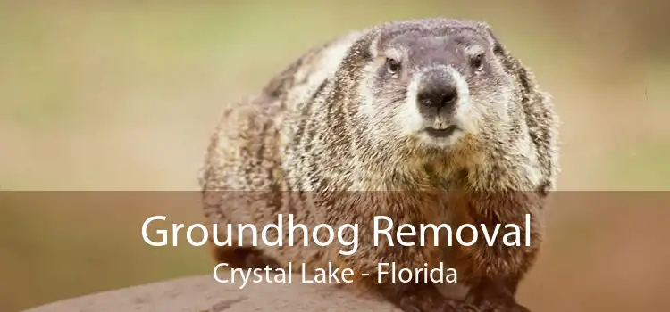 Groundhog Removal Crystal Lake - Florida