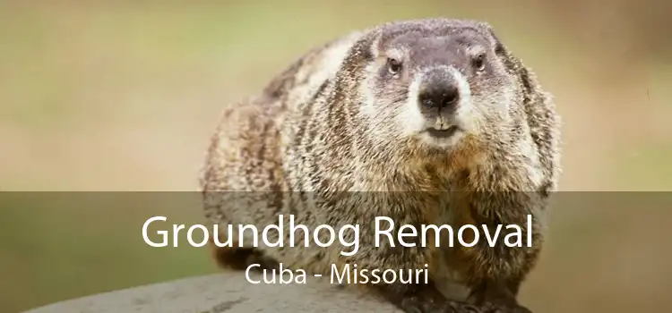Groundhog Removal Cuba - Missouri