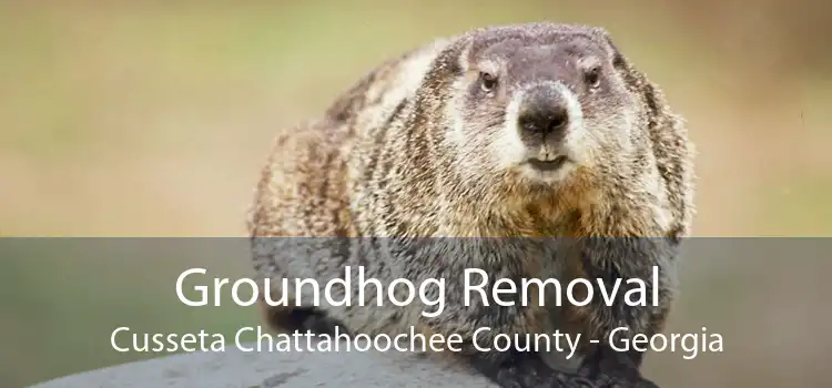 Groundhog Removal Cusseta Chattahoochee County - Georgia
