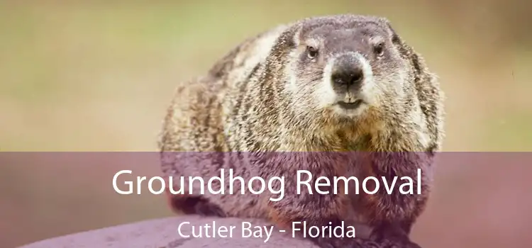 Groundhog Removal Cutler Bay - Florida
