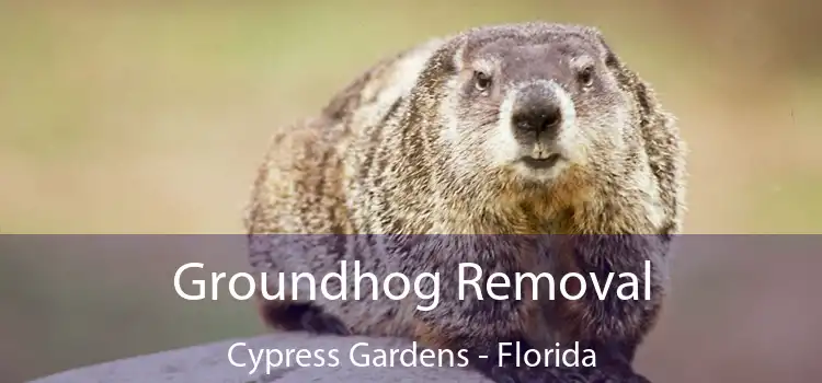 Groundhog Removal Cypress Gardens - Florida