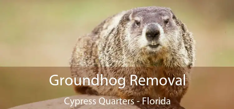 Groundhog Removal Cypress Quarters - Florida