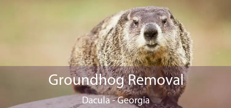 Groundhog Removal Dacula - Georgia