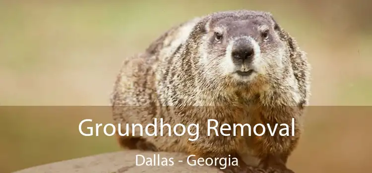 Groundhog Removal Dallas - Georgia