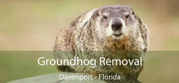 Groundhog Removal Davenport - Florida
