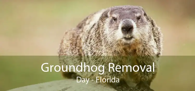 Groundhog Removal Day - Florida