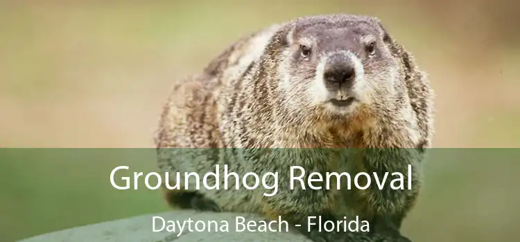 Groundhog Removal Daytona Beach - Florida