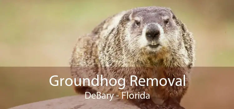 Groundhog Removal DeBary - Florida
