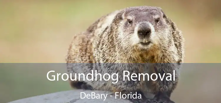 Groundhog Removal DeBary - Florida