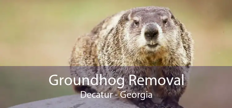 Groundhog Removal Decatur - Georgia