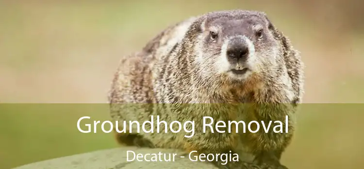 Groundhog Removal Decatur - Georgia