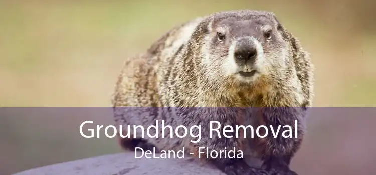 Groundhog Removal DeLand - Florida