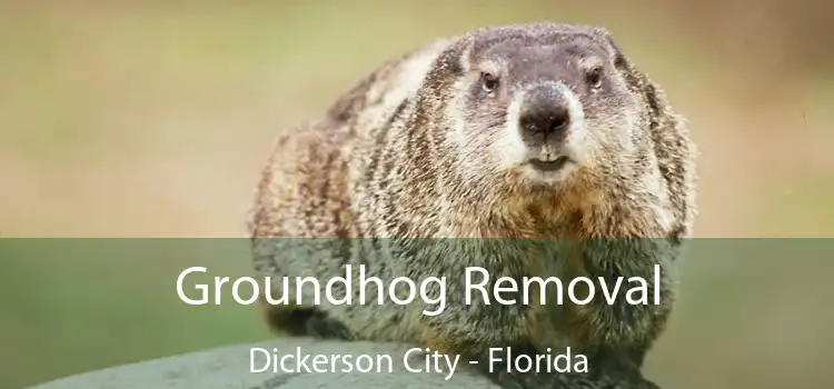 Groundhog Removal Dickerson City - Florida