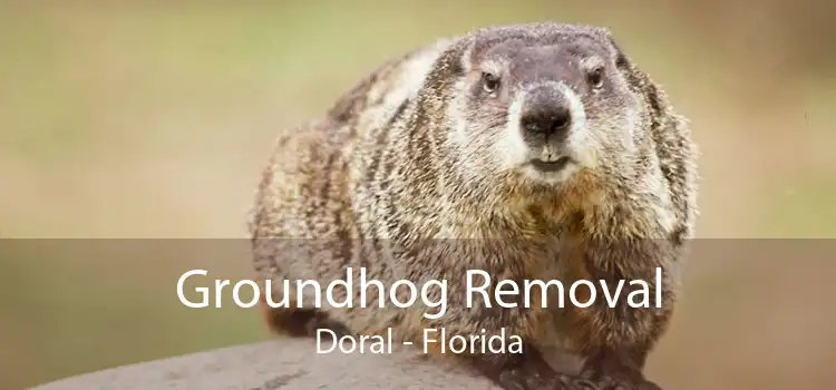 Groundhog Removal Doral - Florida