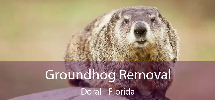 Groundhog Removal Doral - Florida