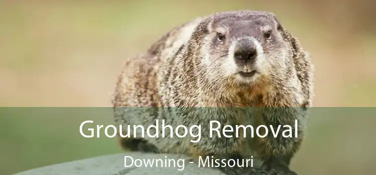 Groundhog Removal Downing - Missouri