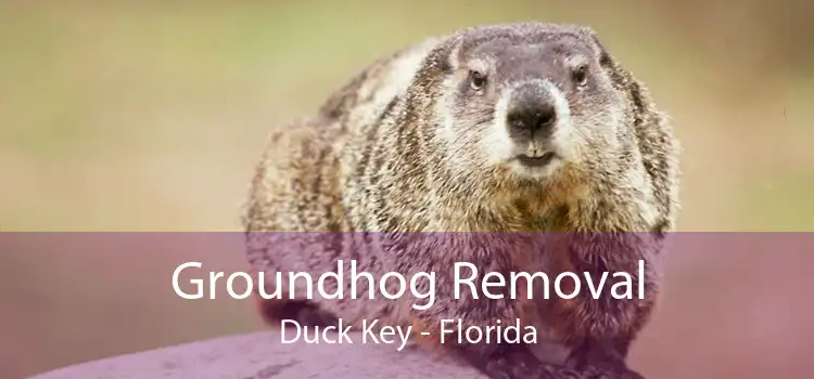 Groundhog Removal Duck Key - Florida