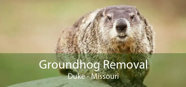 Groundhog Removal Duke - Missouri