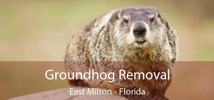 Groundhog Removal East Milton - Florida