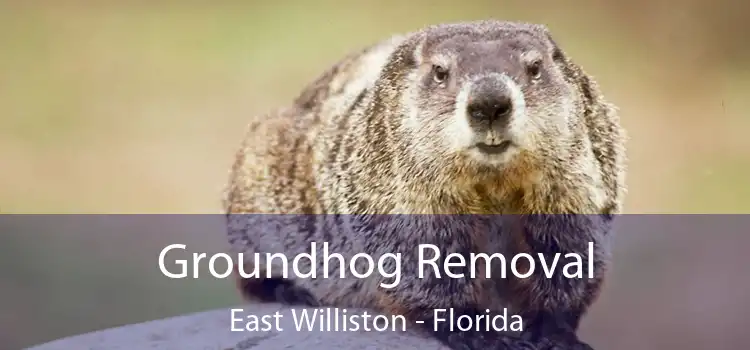 Groundhog Removal East Williston - Florida