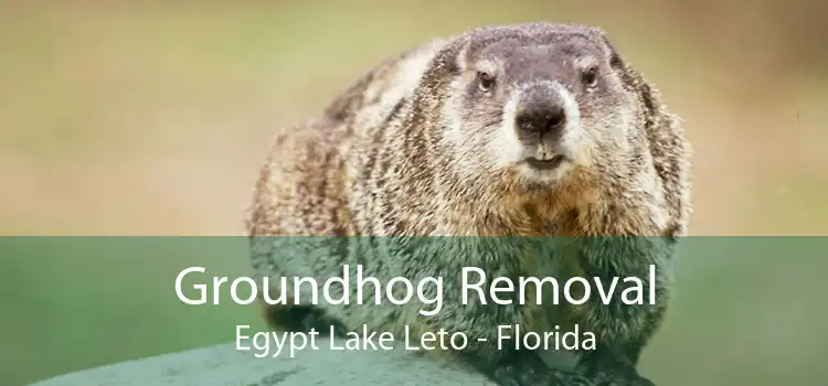 Groundhog Removal Egypt Lake Leto - Florida