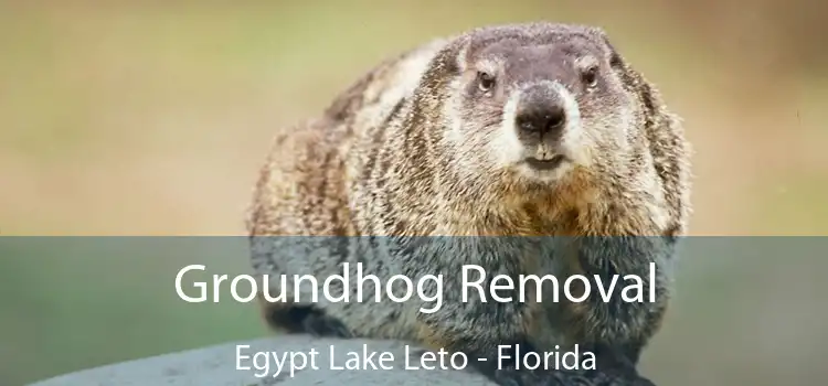 Groundhog Removal Egypt Lake Leto - Florida