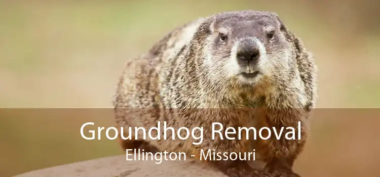 Groundhog Removal Ellington - Missouri