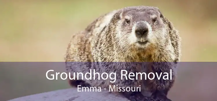 Groundhog Removal Emma - Missouri