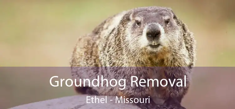 Groundhog Removal Ethel - Missouri