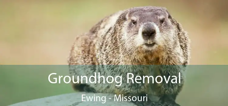 Groundhog Removal Ewing - Missouri