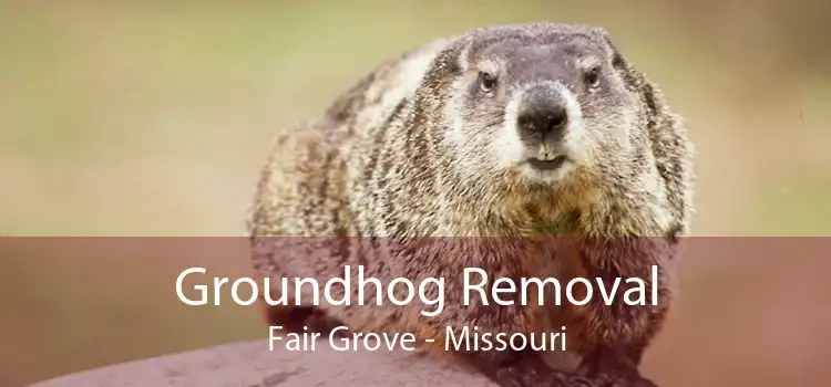 Groundhog Removal Fair Grove - Missouri