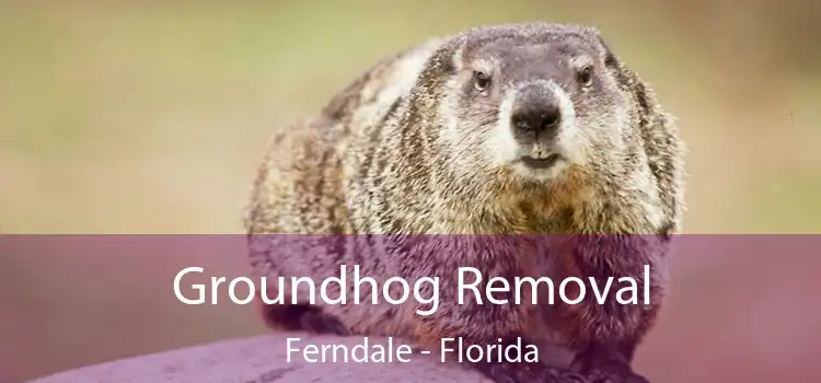 Groundhog Removal Ferndale - Florida