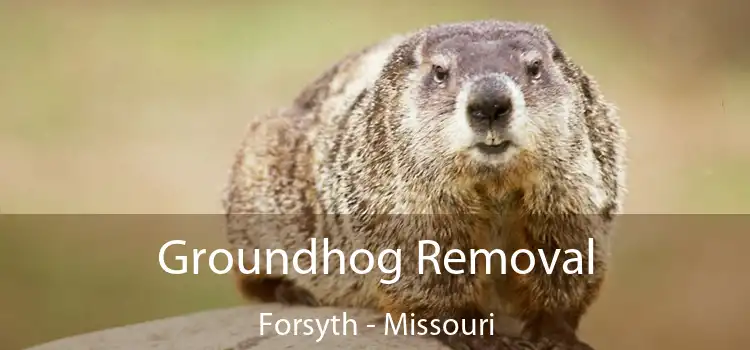 Groundhog Removal Forsyth - Missouri