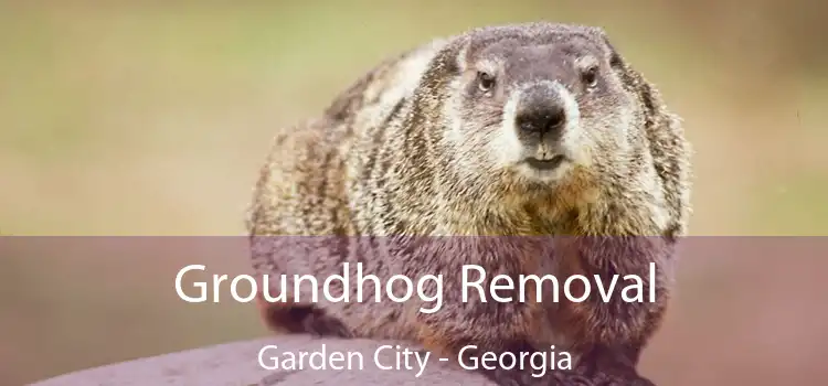 Groundhog Removal Garden City - Georgia