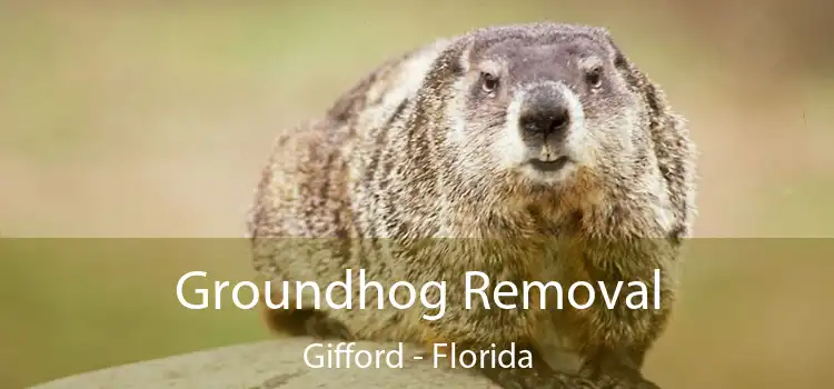 Groundhog Removal Gifford - Florida