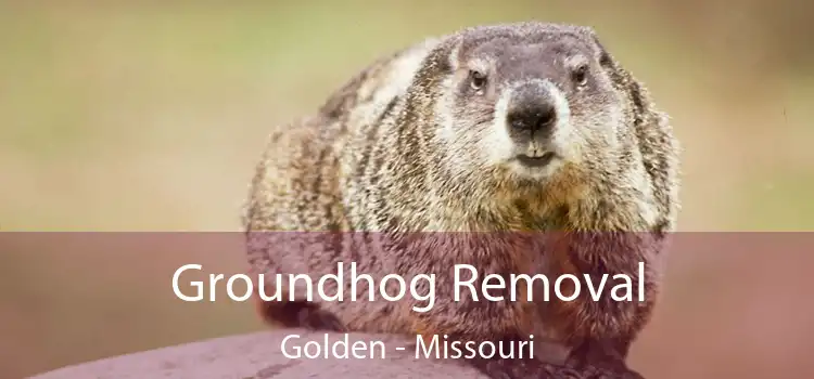 Groundhog Removal Golden - Missouri