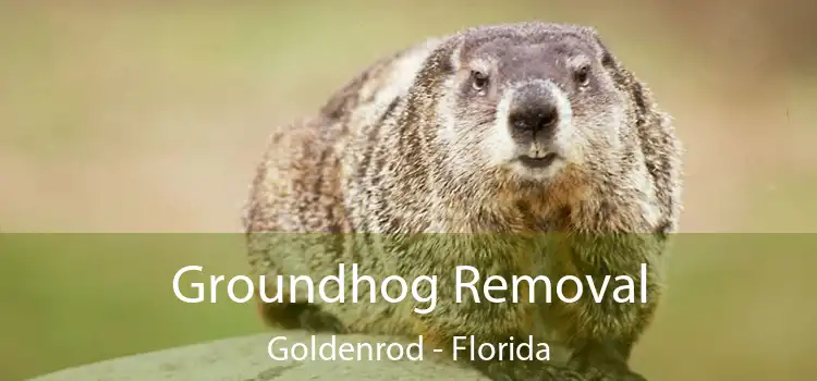 Groundhog Removal Goldenrod - Florida
