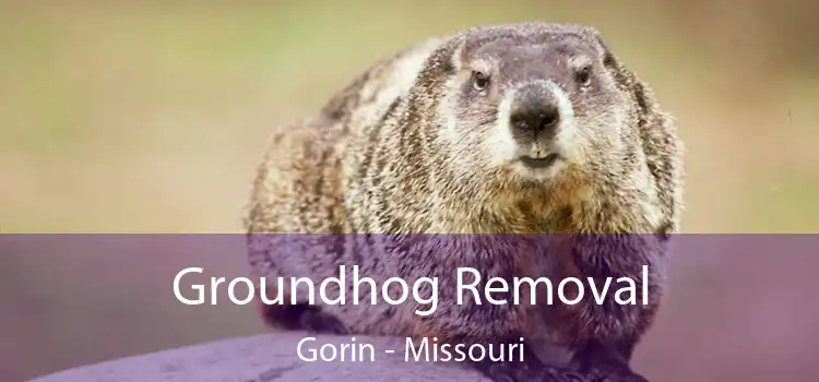 Groundhog Removal Gorin - Missouri