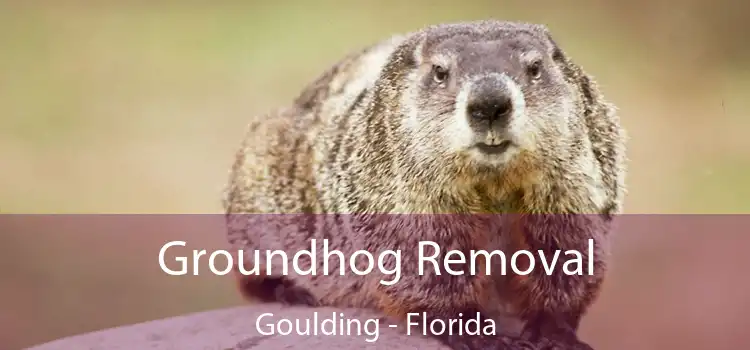 Groundhog Removal Goulding - Florida