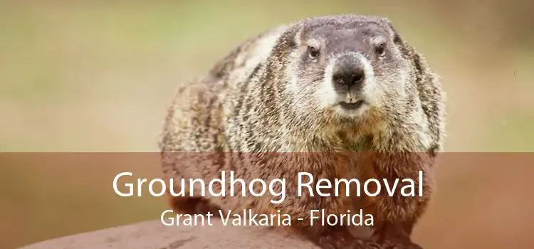 Groundhog Removal Grant Valkaria - Florida