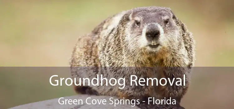 Groundhog Removal Green Cove Springs - Florida